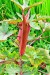 Red lady Finger - Image 2